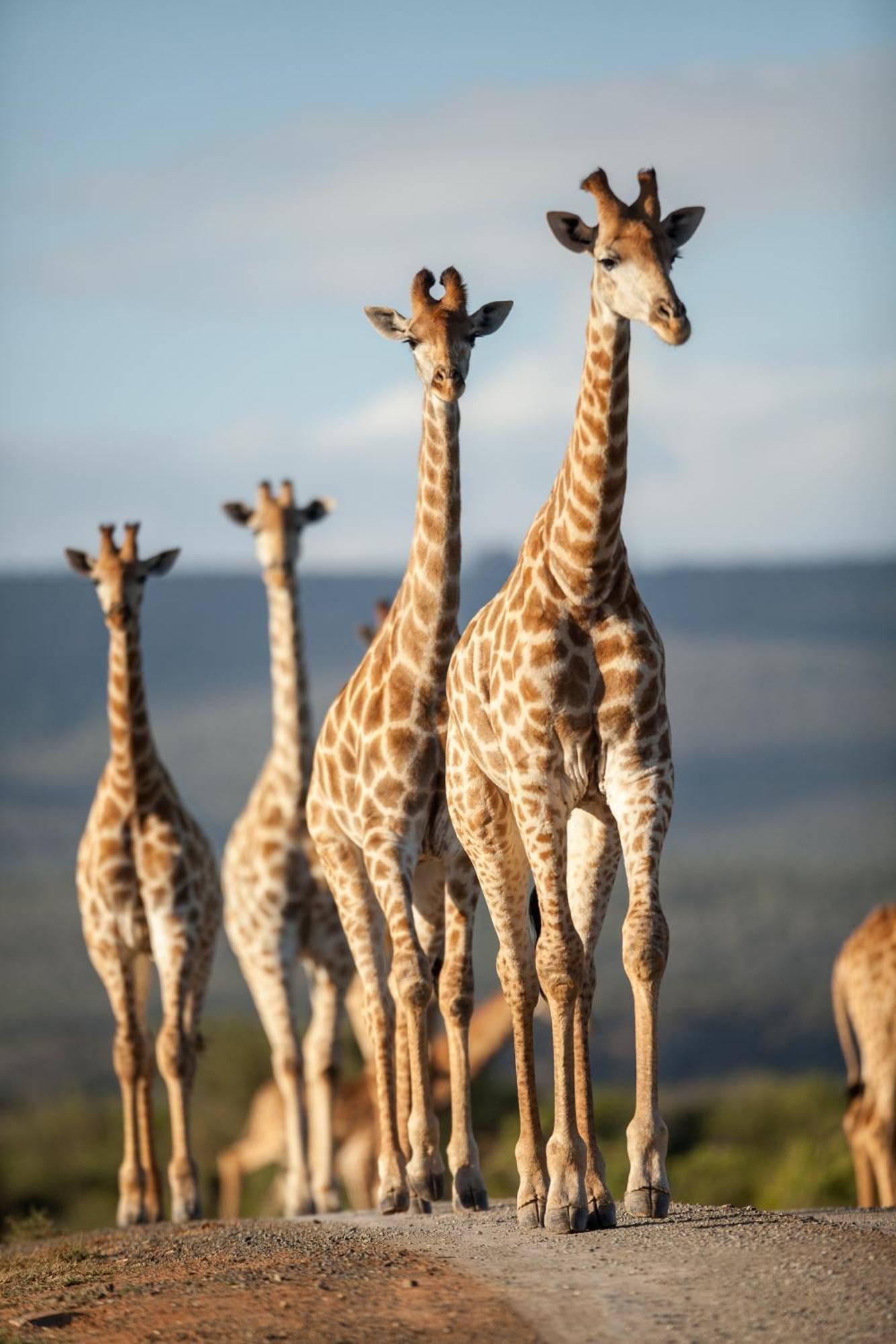 Kwandwe Private Game Reserve - Ecca Lodge Grahamstown Exterior photo