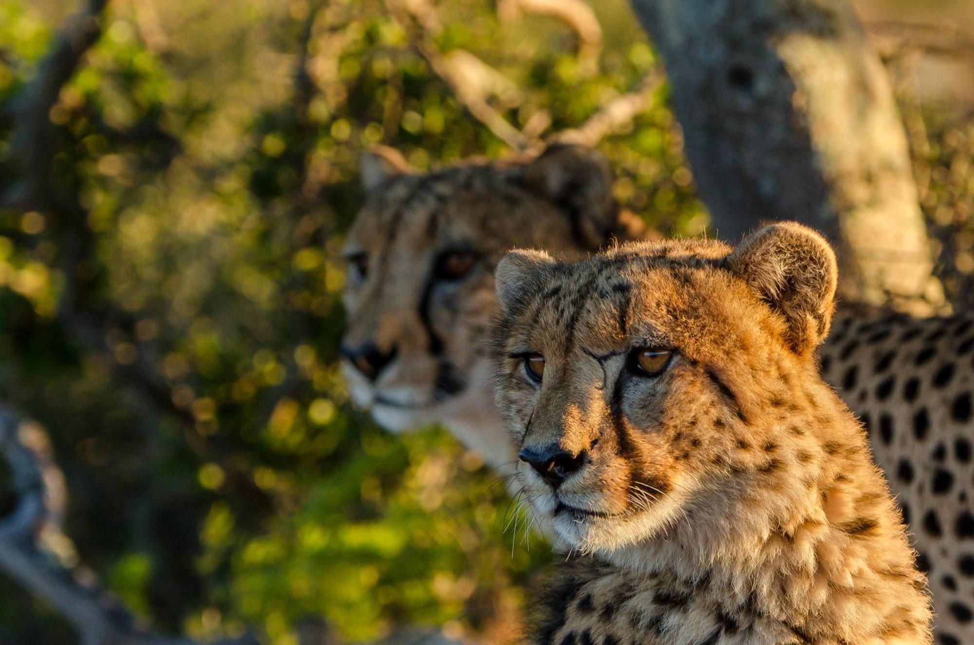 Kwandwe Private Game Reserve - Ecca Lodge Grahamstown Exterior photo