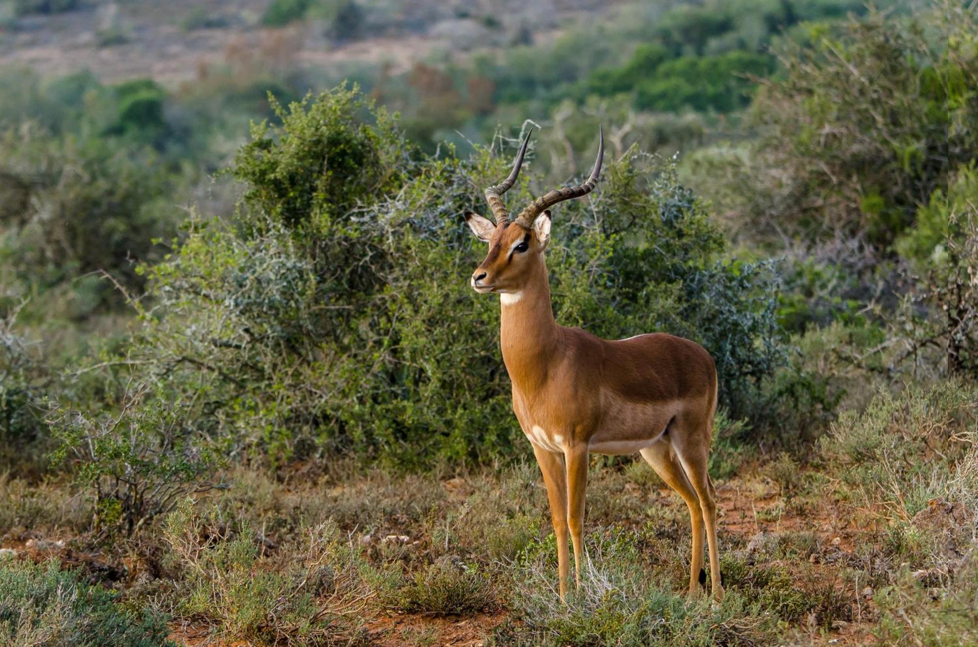 Kwandwe Private Game Reserve - Ecca Lodge Grahamstown Exterior photo